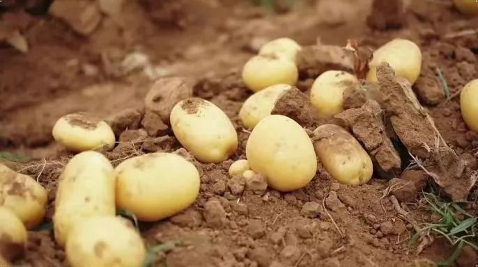 1718874117472879.jpg 1718874117472879.jpg