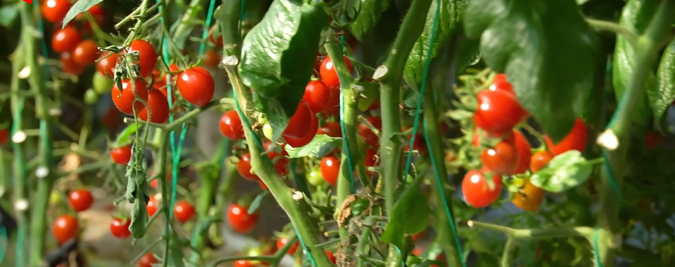 1716515297120832.png 1716515297120832.png